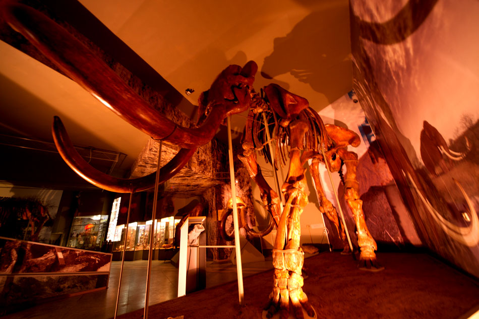 второй зал экспозиции "Следы Земной памяти", трогонтериевый слон