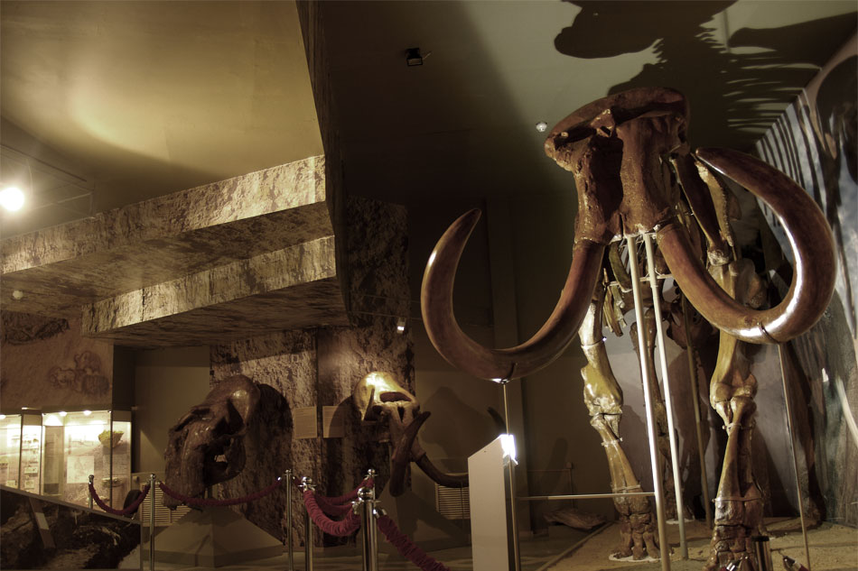 второй зал экспозиции "Следы Земной памяти", трогонтериевый слон